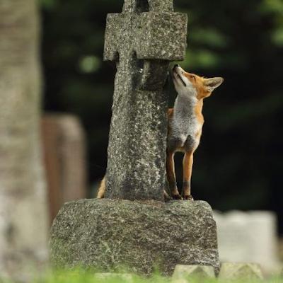 Exploring Urban Wildlife: A Journey through London's West Norwood Cemetery