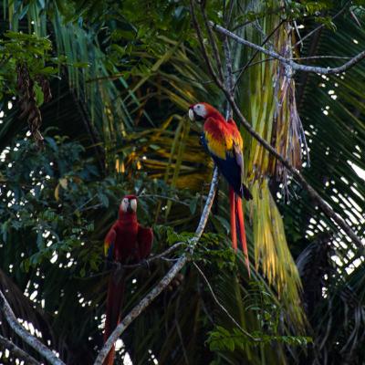 EP. 14 - CENTRO ECOTURÍSTICO LAS GUACAMAYAS EP. 14 - CENTRO ECOTURÍSTICO LAS GUACAMAYAS