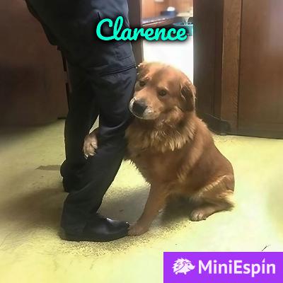 Suplicó para que no le pusieran la inyección que le dormiría para siempre