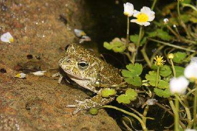 De huevo a sapo, sin pasar por renacuajo: el salto evolutivo que sorprende a los científicos De huevo a sapo, sin pasar por renacuajo: el salto evolutivo que sorprende a los científicos