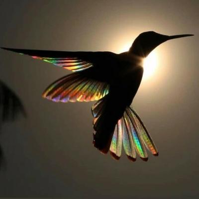 Dia Dali 7 da Lua Cósmica da Tartaruga kin 257 Dia Dali 7 da Lua Cósmica da Tartaruga kin 257