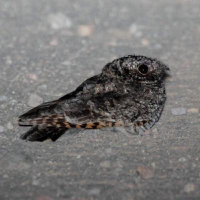 Winternachtschwalbe