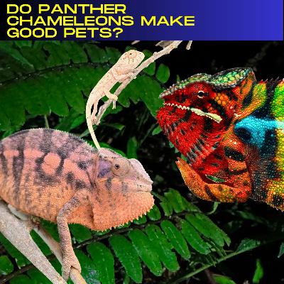 Do Panther Chameleons Make Good Pets? Do Panther Chameleons Make Good Pets?