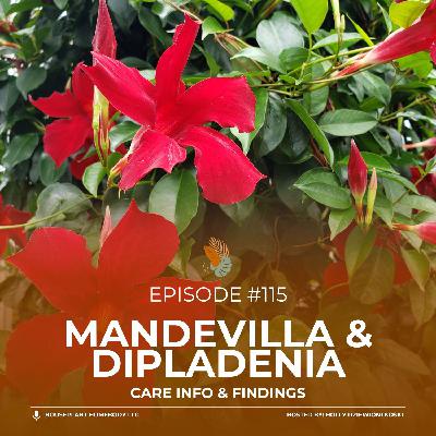 Ep#115: Mandevilla & Dipladenia