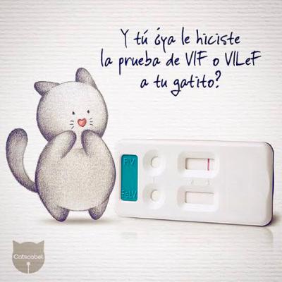 Leucemia e inmunodeficiencia felina Leucemia e inmunodeficiencia felina