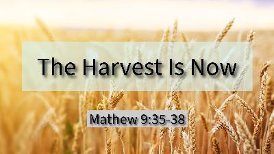 The Harvest Is Now