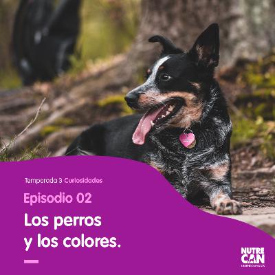 Un mundo de colores Un mundo de colores