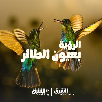 الرؤية بعيون الطائر | تحليق بلا أجنحة الرؤية بعيون الطائر | تحليق بلا أجنحة