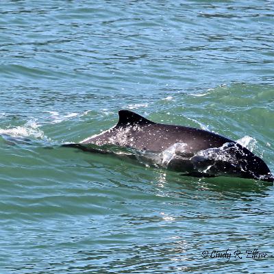 Episode 40 - Harbor Porpoise