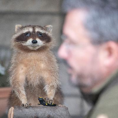 Wenn der Waschbär anfängt, dummes Zeug zu reden Wenn der Waschbär anfängt, dummes Zeug zu reden