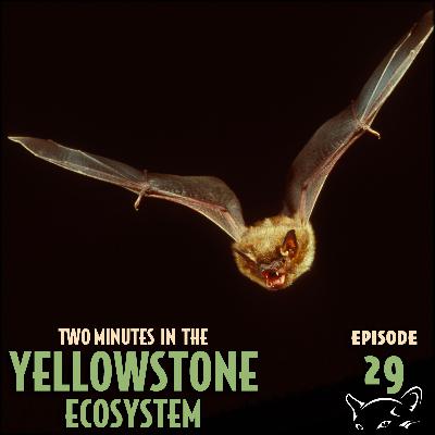 Episode 29: Bats