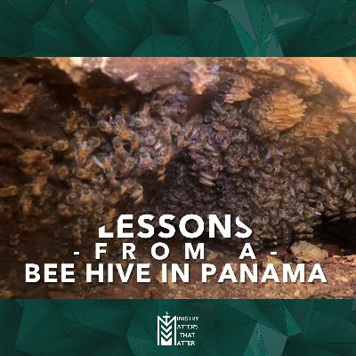 Lessons from a Bee Hive in Panama Lessons from a Bee Hive in Panama
