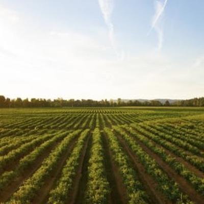 Tips on agribusiness