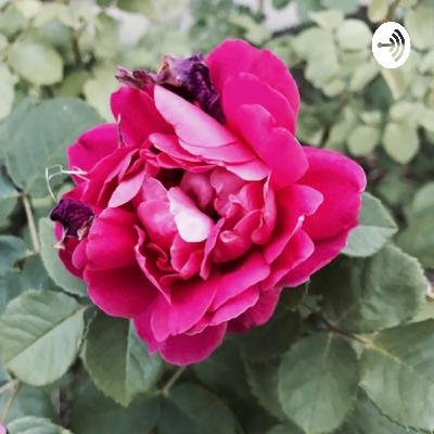 One random mind  (Trailer)