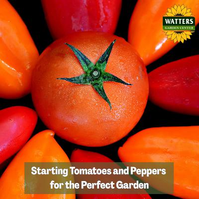 🍅 Starting Tomatoes and Peppers for the Perfect Garden