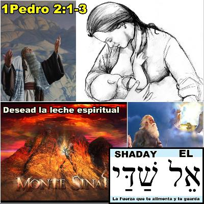 03-Desead La Leche Espiritual (El Shaday).mp3