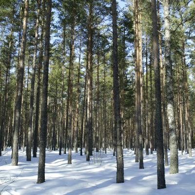 05.11.25 Energiatund. Metsaoksjonite korraldaja: varem või hiljem hakkavad ka välismaalased metsa müüma