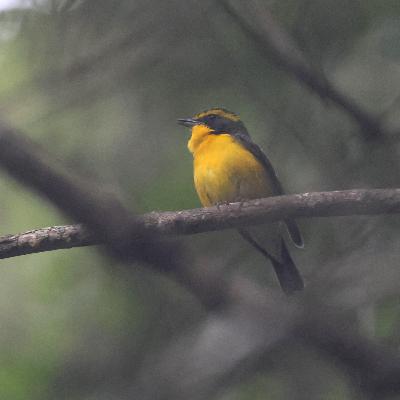S6E32: Charley's Japan Top 5 Birds