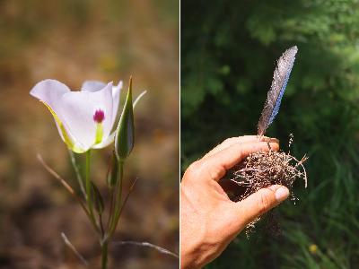 Faith, Beauty, and Bonds Faith, Beauty, and Bonds