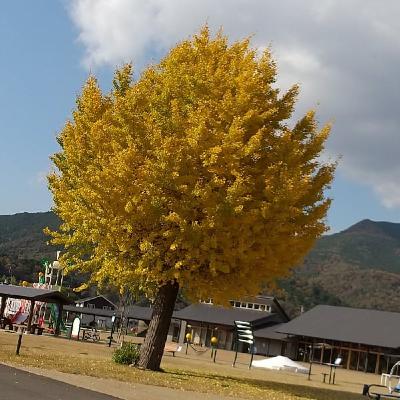 イチョウの木251125