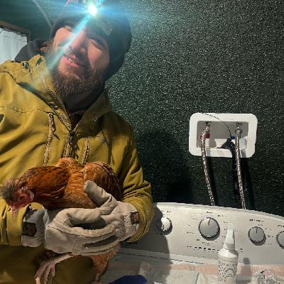 Episode 484 - Chickens, trout and eating moose