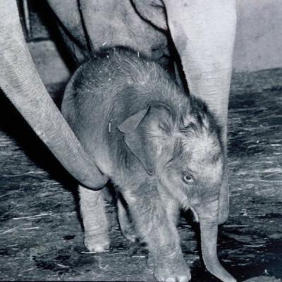 The Birth Of Packy The Elephant