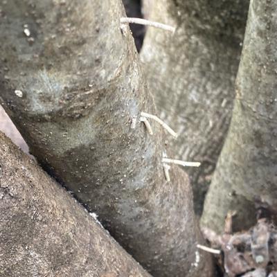 Cullen’s Questions #1: Trees