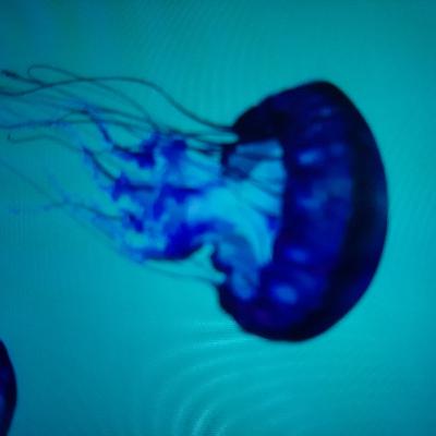 Jellyfish