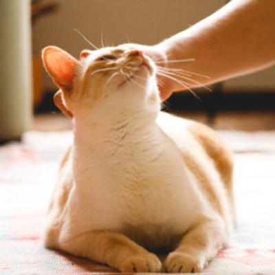 Saiba como interagir com seu gato!