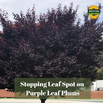 🌳 Stopping Leaf Spot on Purple Leaf Plums
