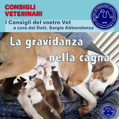 21 La gravidanza nella cagna: molte emozioni, molte attenzioni! Gravidanza nel cane consigli utili.