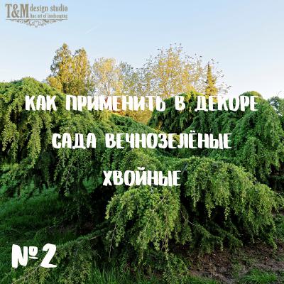 Выпуск 2 "Как применить в декоре сада вечнозелёные хвойные"