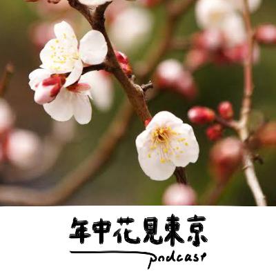 新年ですのでね、縁起の良い梅の花を【#36】