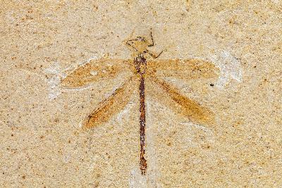 Podcast 319 - CSI Crato Formation Podcast 319 - CSI Crato Formation