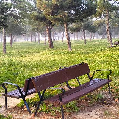 El bosque habitado - Si los árboles dan sombra. Con Fernando Valladares - 20/07/25
