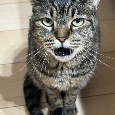 「頑張って作ったネコ缶」大参もりえのネコモリ　#49　2024年3月3日放送分