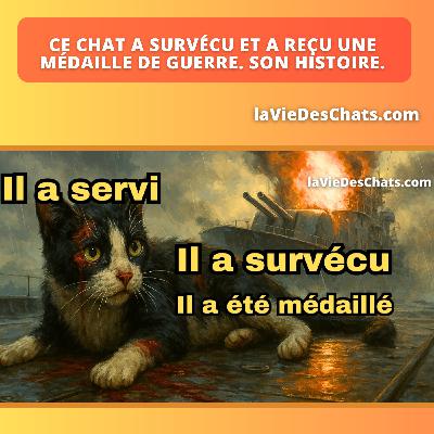 CE CHAT A SURVÉCU ET A REÇU UNE MÉDAILLE DE GUERRE. SON HISTOIRE