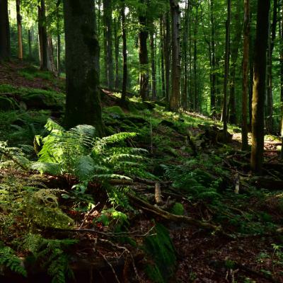 Préserver les forêts anciennes d’Europe pour les générations futures