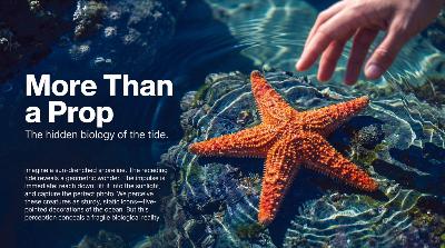 More Than a Prop: 5 Reasons Your 'Quick Photo' Is Killing Sea Stars
