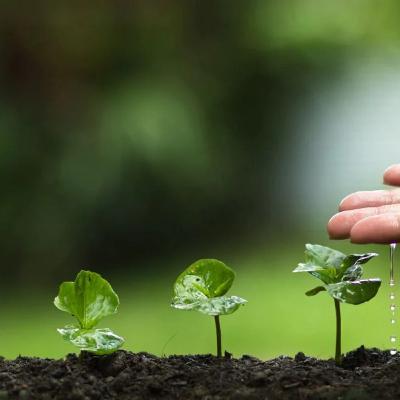 Evidências de que as plantas são sencientes Evidências de que as plantas são sencientes