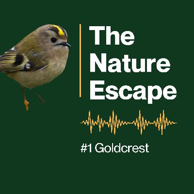 Goldcrest Goldcrest