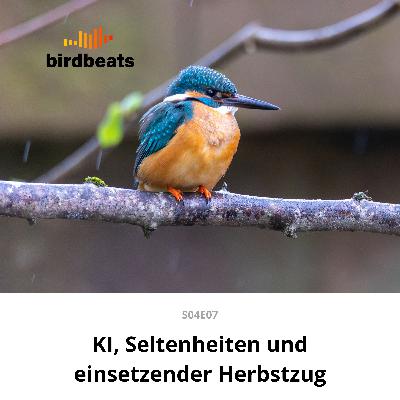 KI in der Ornithologie, Seltenheiten und einsetzender Herbstzug