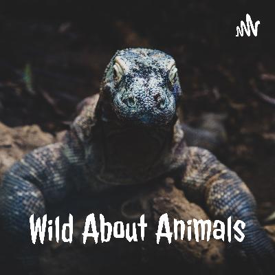 Episode 32 Komodo Dragon