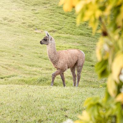 Visitando Ingapirca, Cuenca y el Parque Nacional Cajas en un día