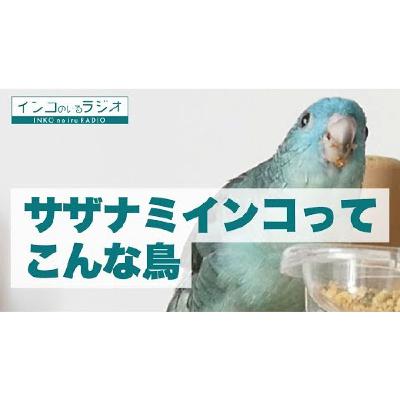 サザナミインコ（スイちゃん）ってこんな鳥。お迎えして約１ヶ月での印象【インコのいるラジオ】
