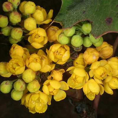 Oregon Grape (Berberis repens)