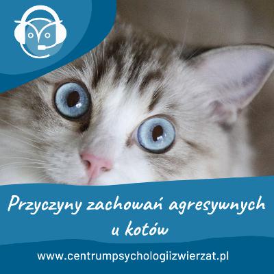 Przyczyny zachowań agresywnych u kotów Przyczyny zachowań agresywnych u kotów