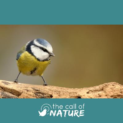 Episode 13 "Silk Threads and Biting Blue Tits"