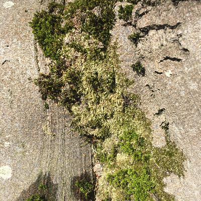 3.8🍂Drie oude beuken: Herkenning in de natuur