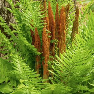 Las promesas de Dios